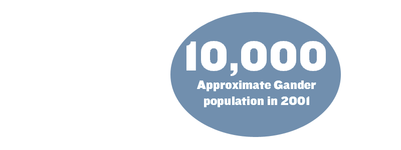 10,000: Approximate Gander population in 2001