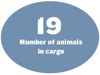 19: Number of animals in cargo
